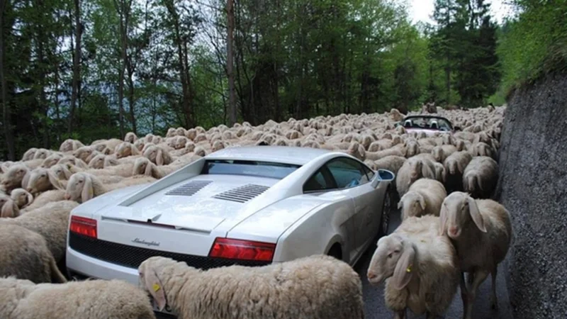 Troy Magennis on Twitter: "Congestion caused by over-utilization of available space makes it near impossible to forecast. Don't be sheep. Keep you "10x" teams flowing. Explore the impact using this calculator: https://t.co/uAfxVOwN6n #
